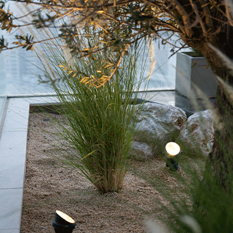 Poolside plants on rooftop terrace